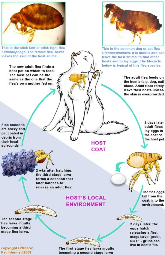 flea-and-tick-control