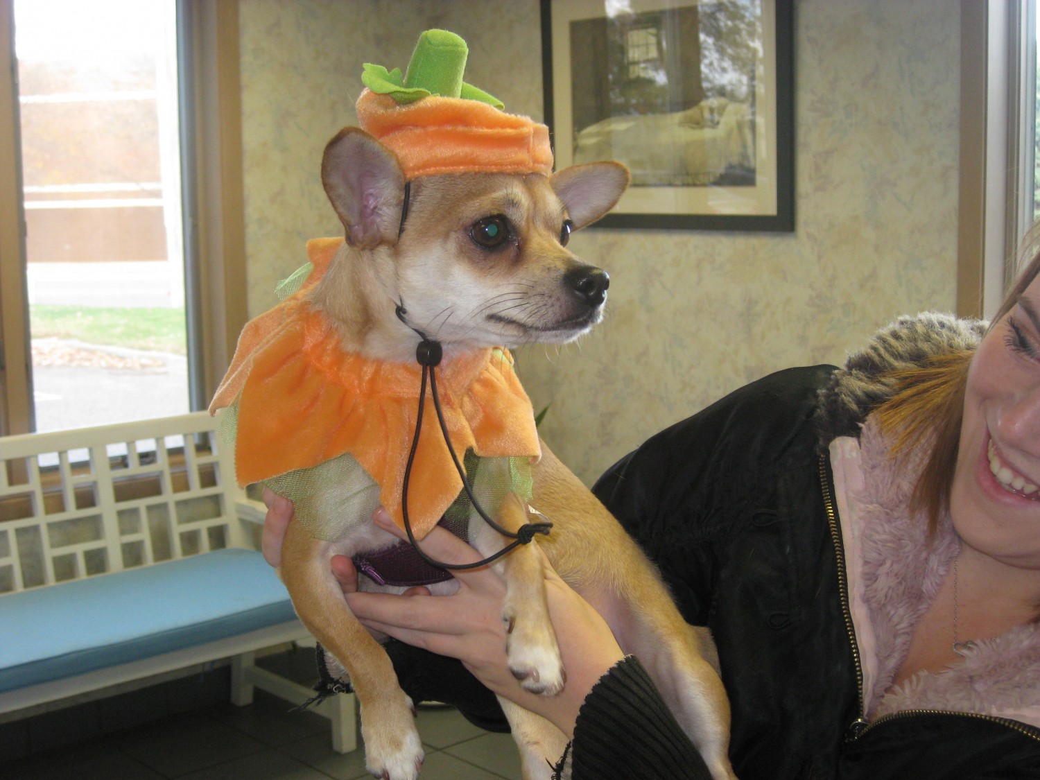dog in pumpkin costume