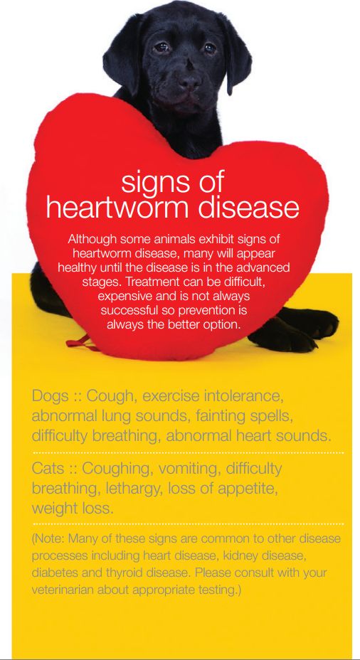 signs of heartworm disease