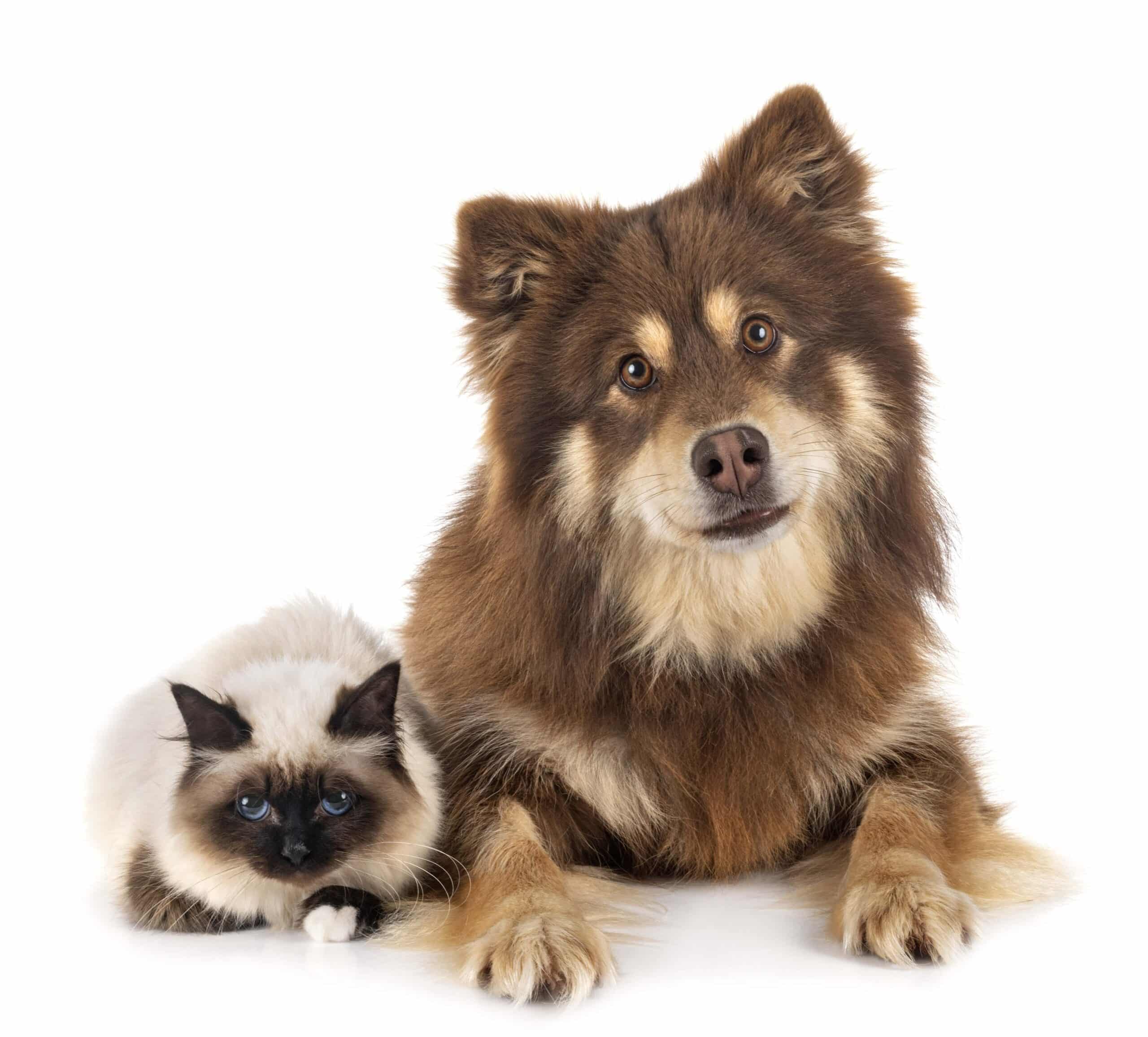 A fluffy brown dog and a fluffy white and gray cat with blue eyes are sitting together on a white background.