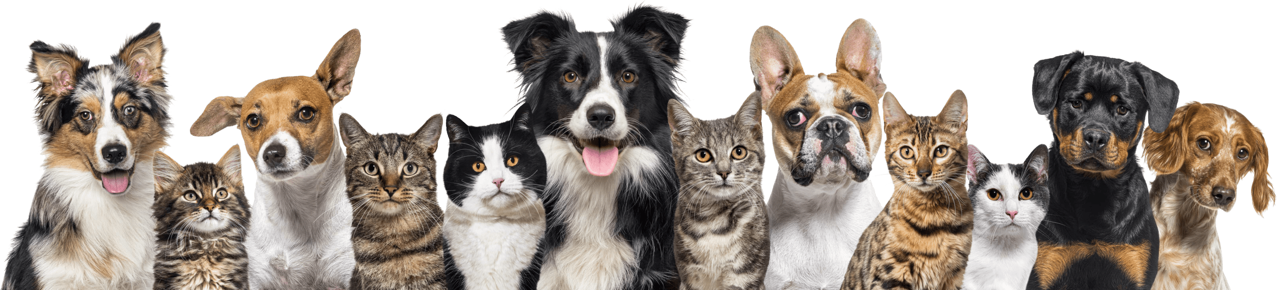 A group of dogs and cats lined up in a row, facing forward against a white background.